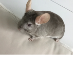 Chinchilla games