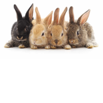 ~L.E.B.O the four adventurous bunnies~