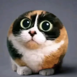 Cart Ride Into Chonky Cat