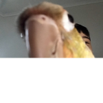 Bird squad for bird people