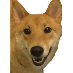 Derpz Studio