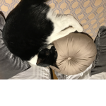 Cats Of Royalty
