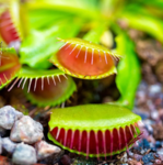 Plant silly group