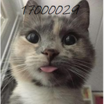 *STEP CATS*