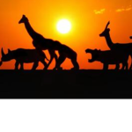 Safari Stables