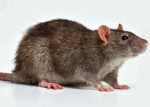 El grupo de las ratas y ratones