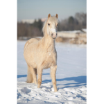 Palomino pony’s