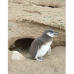 penguins lakesidecollege