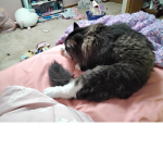 Rilee_123_go