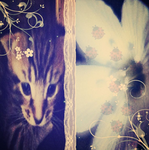swrenity'