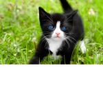 Kitty_oreos