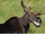 MooseFanMade