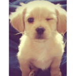 Funny Puppy Club!