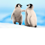 CL Penguin Sqaud