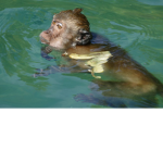 Ape Aquarium