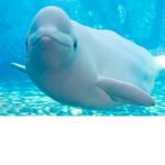 Beluga Whales 2.0