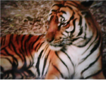 exotic and wild animal lovers