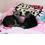 Cats And Buddies