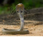 Snake army for life lol