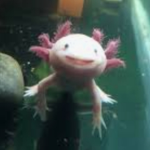 Axolotl Army! :]