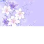 Lavender blossom YT fan group