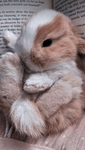 ~Aesthetic Bun~