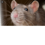 RAT FUNDS