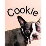 Tiny Cookie!~