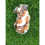 !Puppy Deers!
