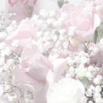 Tulip flowers <3