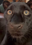 Freaky Road Panthers