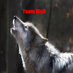 The Wolfs Team