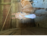 animal_sqaud