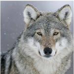 Winter Wolfs United