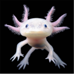Secret axolotl group