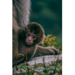 die gorilla gang