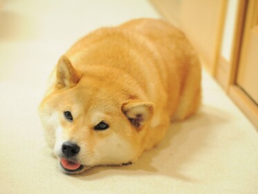 The Doge Club!!!!