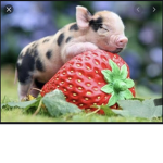 Pink cute fat piggies
