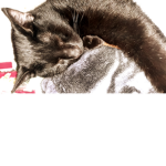 I <3 animals animals are the best