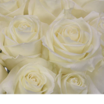 -!roses!-