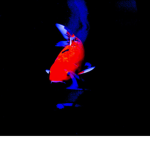 Crimson Koi
