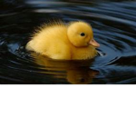 Ducks rule ducks rule ducks RULEEEEEEEEEE