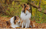 Rough Collies 4 life!
