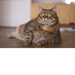 cat :p