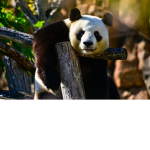 Pandastico