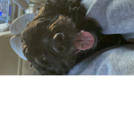 Tookie the D.O.G squad