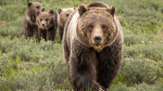 Bears Club! :3