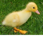 Duck Nation Z