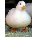 Sniffducks