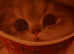 Kitty cats loves